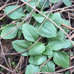 Diplodium ampliatum at Hackett, ACT - 19 Jul 2015