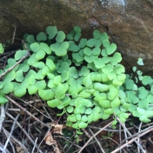 Adiantum aethiopicum at Hackett, ACT - 19 Jul 2015