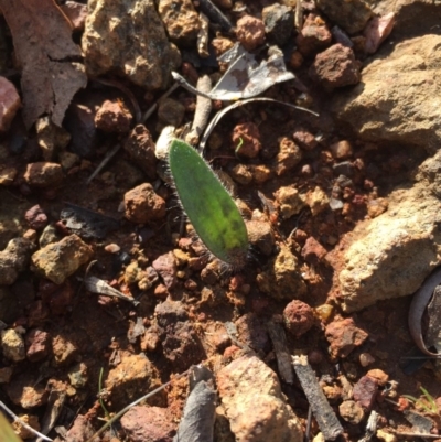 Caladenia actensis (Canberra Spider Orchid) at Mount Majura - 19 Jul 2015 by AaronClausen