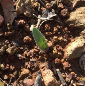 Caladenia actensis at suppressed - 19 Jul 2015