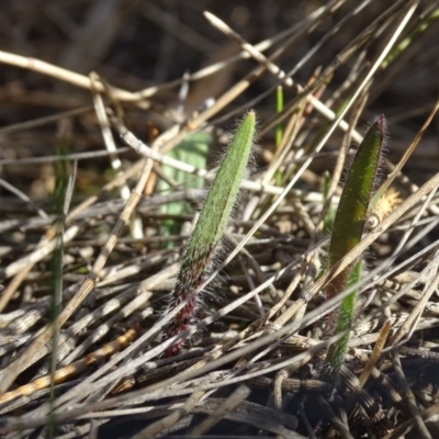 Caladenia actensis (Canberra Spider Orchid) at Mount Majura - 19 Jul 2015 by AaronClausen