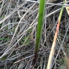 Thelymitra (Genus) (Sun Orchid) at Hackett, ACT - 19 Jul 2015 by AaronClausen