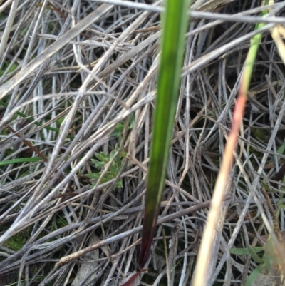 Thelymitra sp. (A Sun Orchid) at Mount Majura - 19 Jul 2015 by AaronClausen