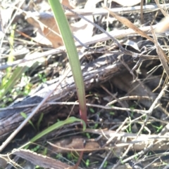 Thelymitra (Genus) (Sun Orchid) at Hackett, ACT - 19 Jul 2015 by AaronClausen