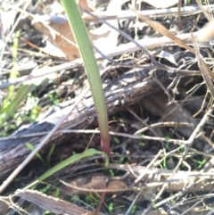 Thelymitra sp. (A Sun Orchid) at Hackett, ACT - 19 Jul 2015 by AaronClausen