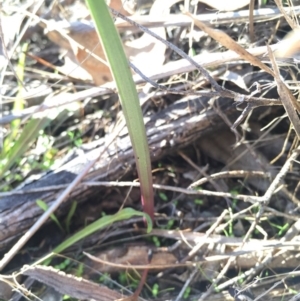 Thelymitra sp. at Hackett, ACT - 19 Jul 2015