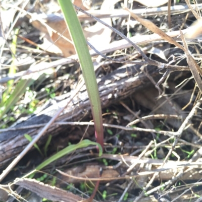Thelymitra (Genus) (Sun Orchid) at Hackett, ACT - 19 Jul 2015 by AaronClausen