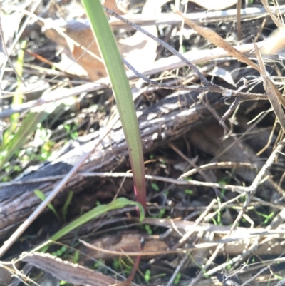 Thelymitra sp. (A Sun Orchid) at Hackett, ACT - 19 Jul 2015 by AaronClausen