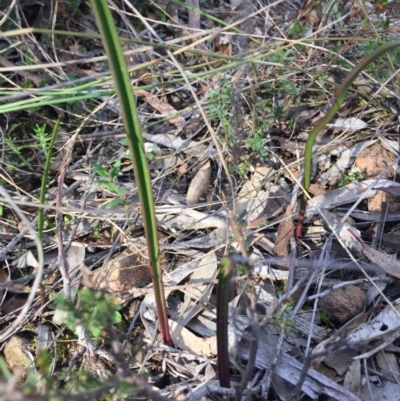 Thelymitra (Genus) (Sun Orchid) at Hackett, ACT - 19 Jul 2015 by AaronClausen