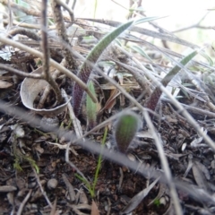 Caladenia actensis (Canberra Spider Orchid) at Hackett, ACT by AaronClausen