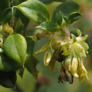 Coprosma hirtella at Cotter River, ACT - 27 Nov 2014