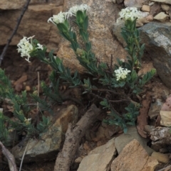 Pimelea glauca (Smooth Rice Flower) at Namadgi National Park - 27 Nov 2014 by KenT