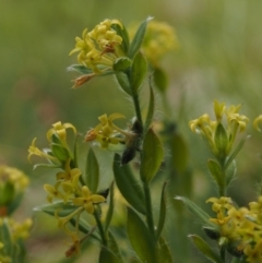 Pimelea curviflora var. acuta at Brindabella National Park - 26 Nov 2014 by KenT