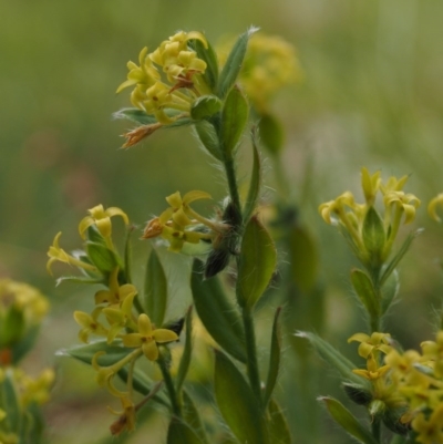 Pimelea curviflora var. acuta at Cotter River, ACT - 27 Nov 2014 by KenT