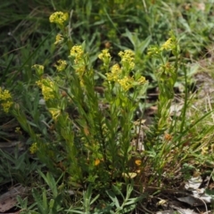 Pimelea curviflora var. acuta at Cotter River, ACT - 27 Nov 2014 10:47 AM