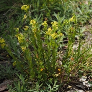 Pimelea curviflora var. acuta at Cotter River, ACT - 27 Nov 2014 10:47 AM