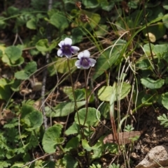 Viola hederacea (Ivy-leaved Violet) at Namadgi National Park - 27 Nov 2014 by KenT