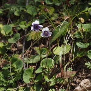 Viola hederacea at Cotter River, ACT - 27 Nov 2014