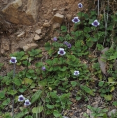 Viola hederacea at Cotter River, ACT - 27 Nov 2014