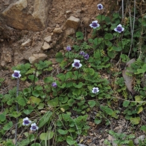 Viola hederacea at Cotter River, ACT - 27 Nov 2014