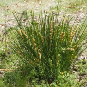 Lomandra longifolia at Cotter River, ACT - 27 Nov 2014