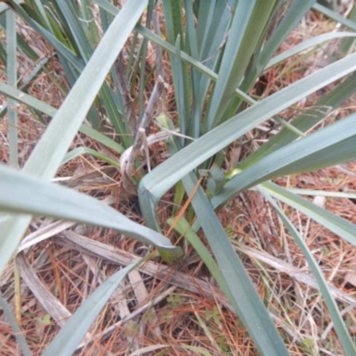 Dianella sp. aff. longifolia (Benambra) (Pale Flax Lily, Blue Flax Lily) at Red Hill Nature Reserve - 19 Jul 2015 by MichaelMulvaney