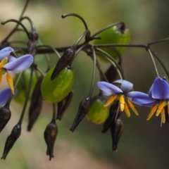 Dianella tasmanica (Tasman Flax Lily) at Namadgi National Park - 27 Nov 2014 by KenT