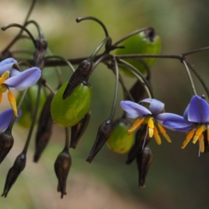 Dianella tasmanica at Cotter River, ACT - 27 Nov 2014 11:10 AM