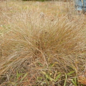 Calotis lappulacea at Red Hill, ACT - 19 Jul 2015