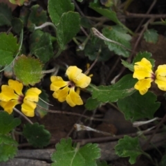 Goodenia hederacea subsp. alpestris at Cotter River, ACT - 26 Nov 2014 by KenT