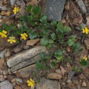 Goodenia hederacea subsp. alpestris at Cotter River, ACT - 27 Nov 2014 07:14 AM