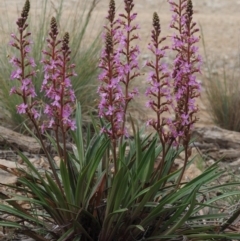 Stylidium armeria subsp. armeria (Trigger Plant) at Cotter River, ACT - 26 Nov 2014 by KenT