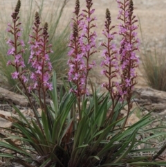 Stylidium armeria subsp. armeria (thrift trigger plant) at Cotter River, ACT - 27 Nov 2014 by KenT