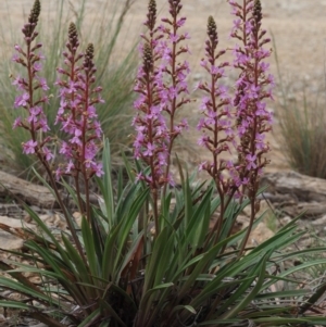 Stylidium armeria subsp. armeria at Cotter River, ACT - 27 Nov 2014 07:38 AM