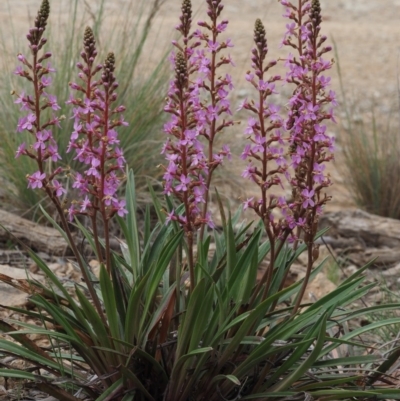 Stylidium armeria subsp. armeria (thrift trigger plant) at Cotter River, ACT - 27 Nov 2014 by KenT