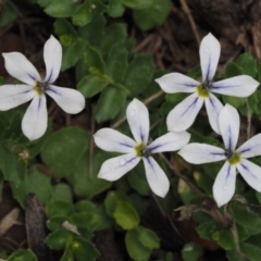 Lobelia pedunculata (Matted Pratia) at Cotter River, ACT - 27 Nov 2014 by KenT