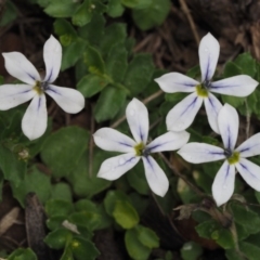 Lobelia pedunculata (Matted Pratia) at Namadgi National Park - 27 Nov 2014 by KenT