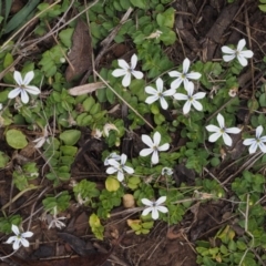 Lobelia pedunculata at Cotter River, ACT - 27 Nov 2014 07:49 AM