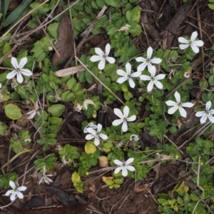 Lobelia pedunculata at Cotter River, ACT - 27 Nov 2014