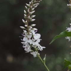 Veronica derwentiana subsp. derwentiana (Derwent Speedwell) at Cotter River, ACT - 27 Nov 2014 by KenT