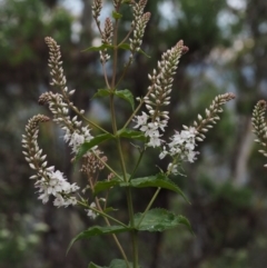 Veronica derwentiana subsp. derwentiana at Cotter River, ACT - 27 Nov 2014 08:52 AM