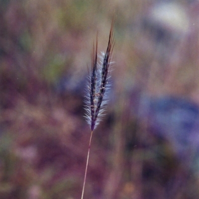 Dichanthium sericeum (Queensland Blue-grass) at Rob Roy Range - 6 Jan 2001 by michaelb