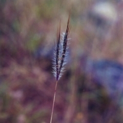 Dichanthium sericeum (Queensland Blue-grass) at Theodore, ACT - 6 Jan 2001 by michaelb