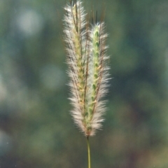 Dichanthium sericeum (Queensland Blue-grass) at Paddys River, ACT - 18 Dec 2009 by MichaelBedingfield