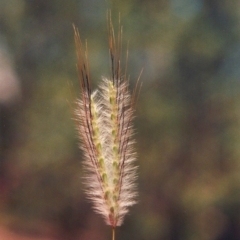Dichanthium sericeum (Queensland Blue-grass) at Gigerline Nature Reserve - 17 Feb 2015 by michaelb