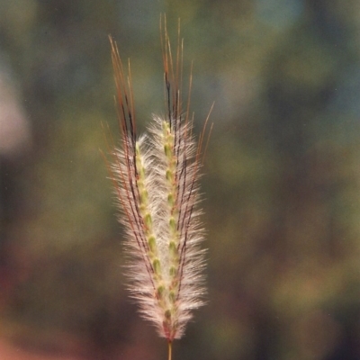 Dichanthium sericeum (Queensland Blue-grass) at Paddys River, ACT - 18 Feb 2015 by MichaelBedingfield