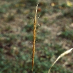 Dichelachne sieberiana (Delicate Plume Grass) at Gigerline Nature Reserve - 24 Jan 2007 by michaelb