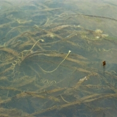 Vallisneria australis (Ribbonweed, Eelweed) at Greenway, ACT - 17 Feb 2009 by MichaelBedingfield