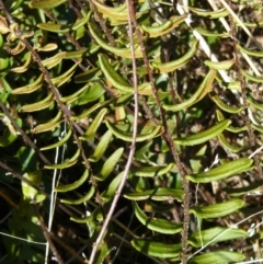 Pellaea calidirupium (Hot Rock Fern) at Garran, ACT - 23 Apr 2013 by MichaelMulvaney