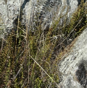 Pellaea calidirupium at Garran, ACT - 23 Apr 2013